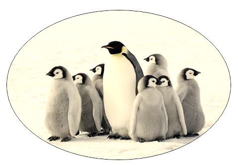 A vintage look at penguins.
